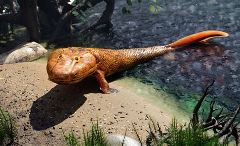 tiktaalik fish found.